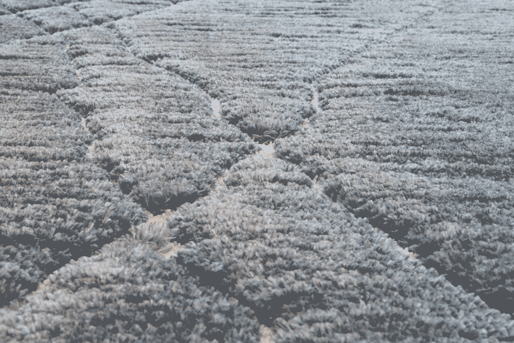 Dune 014-0005/5393 Rug