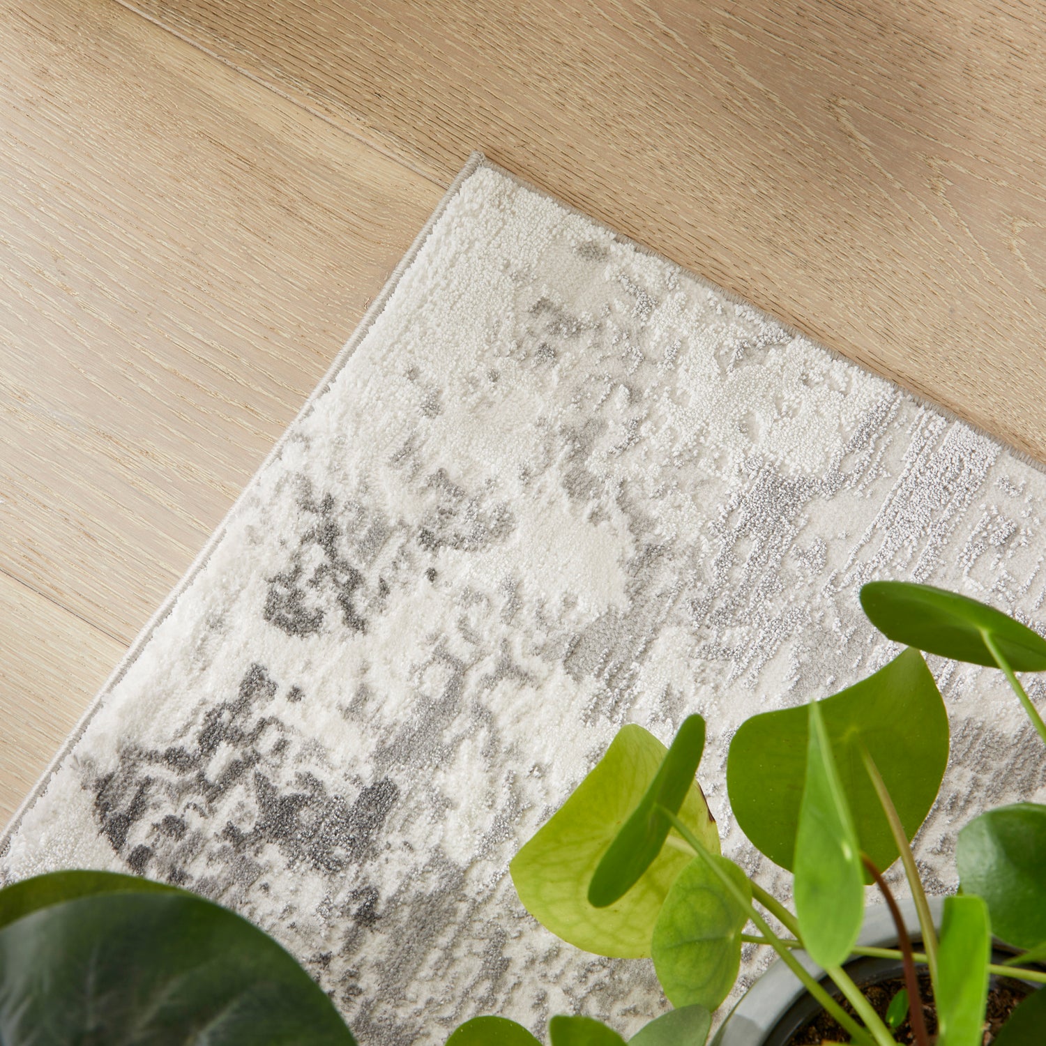 Olivia OLI105 GREY Grey Rug