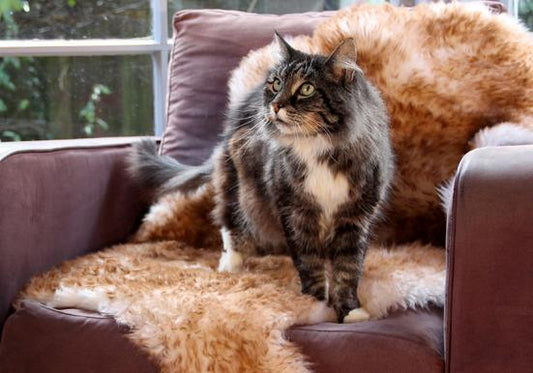 Bowron Sheepskins Pet Care Natural Shape Hide Rug - Love-Rugs